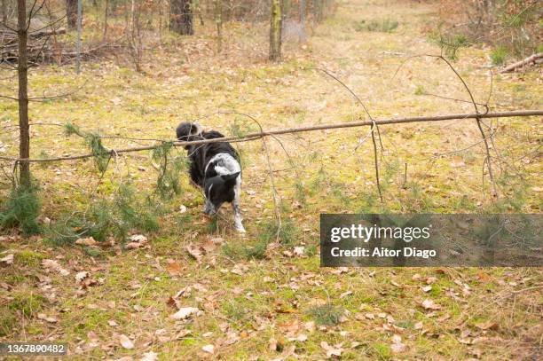 dog (border collie) running in the forest passing under a fallen pine tree. - under tongue stock pictures, royalty-free photos & images