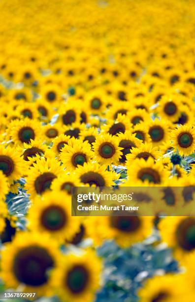 sunflower field in turkey - kansas sunflowers stock pictures, royalty-free photos & images