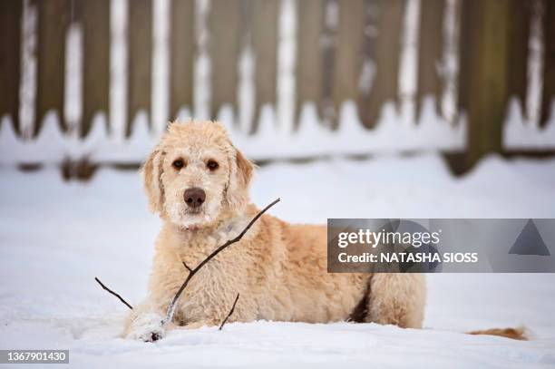 young cream and yellow labradoodle puppy in a fenced yard with snow-covered ground - labradoodle stock pictures, royalty-free photos & images