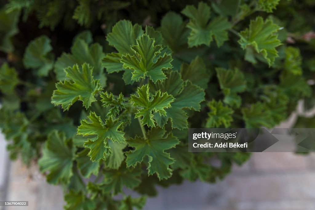Geranium Leaves