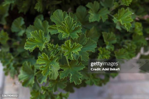 geranium leaves - peppermint geranium stock pictures, royalty-free photos & images