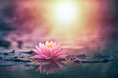 lotus flower in water with sunshine