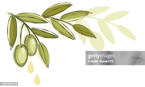 illustrazioni stock, clip art, cartoni animati e icone di tendenza di disegno di olive vintage su uno sfondo trasparente - olive tree