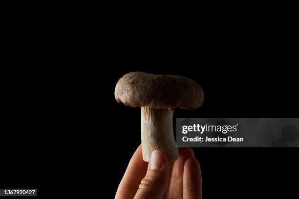 oyster mushroom on black background being held up by one hand. - clair obscur stockfoto's en -beelden