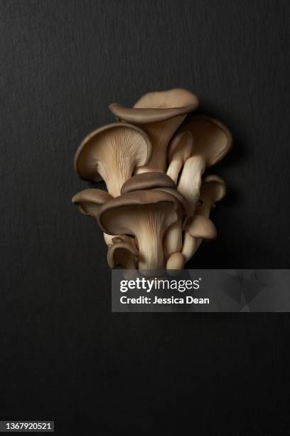 blue oyster mushroom on black background - champignon stockfoto's en -beelden