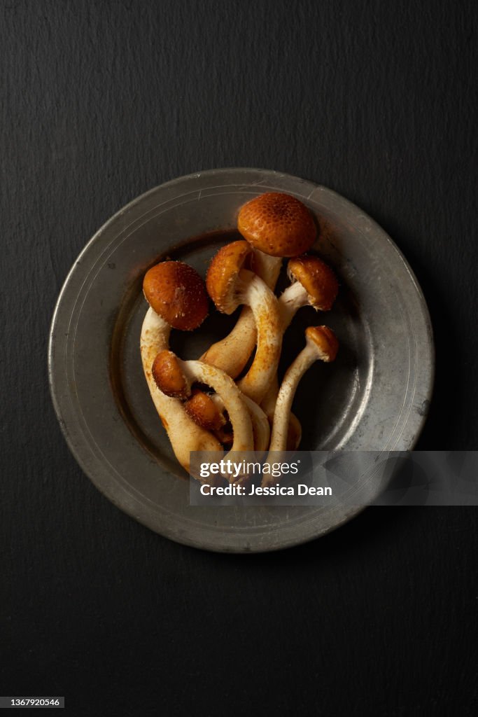 Cinnamon cap fungi on dark background