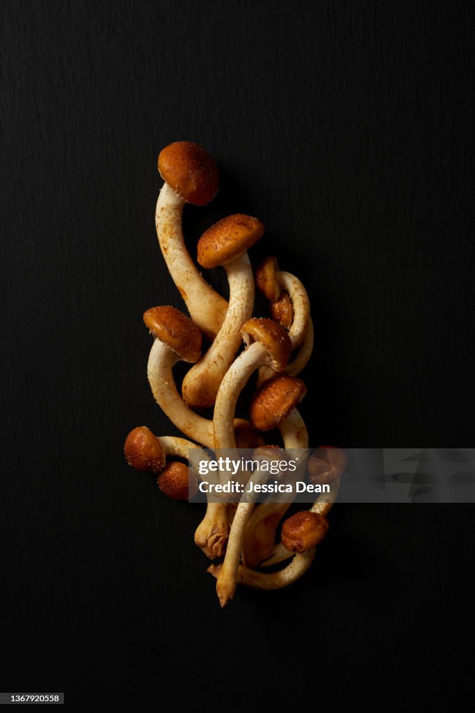 Cinnamon cap fungi on dark background
