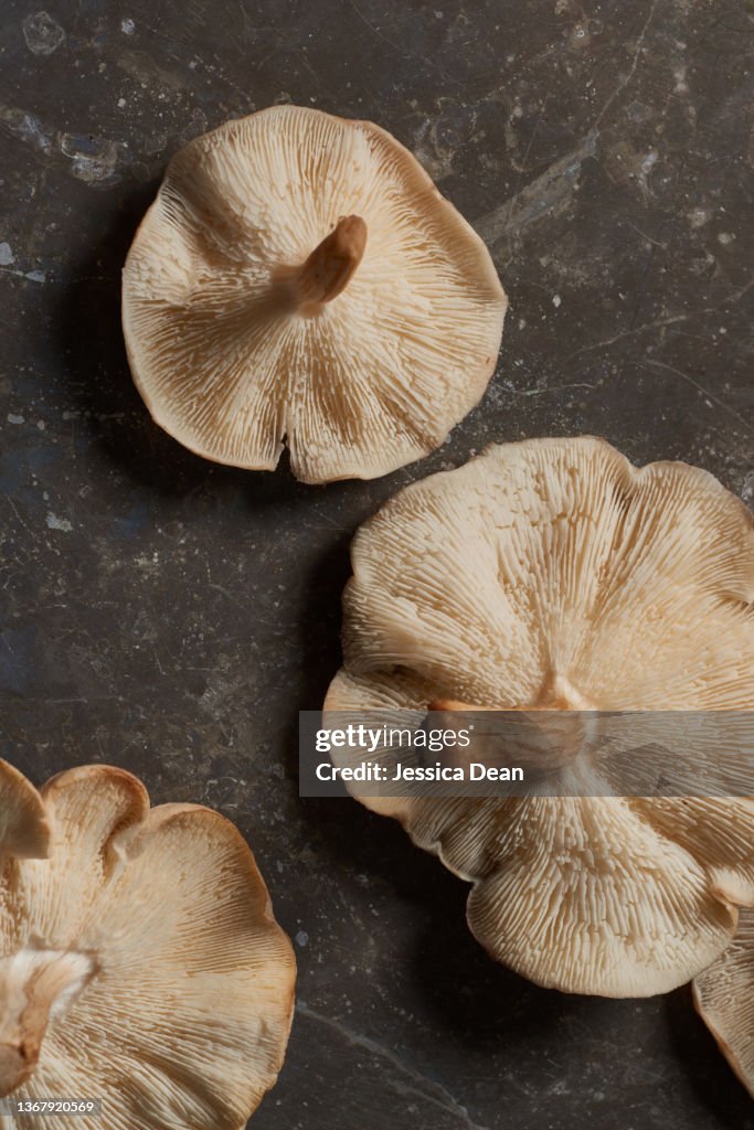 Shiitake Mushroom Fungi on dark background