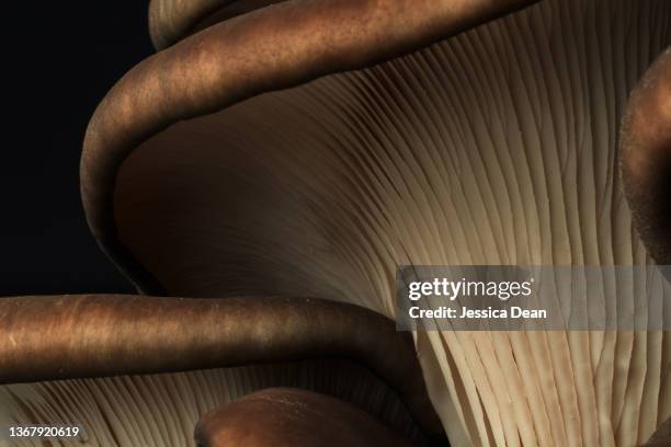 close- up blue oyster fungi mushroom on dark background. - toadstool stock pictures, royalty-free photos & images