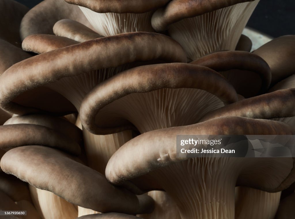 Close- up Blue Oyster fungi mushroom on dark background.