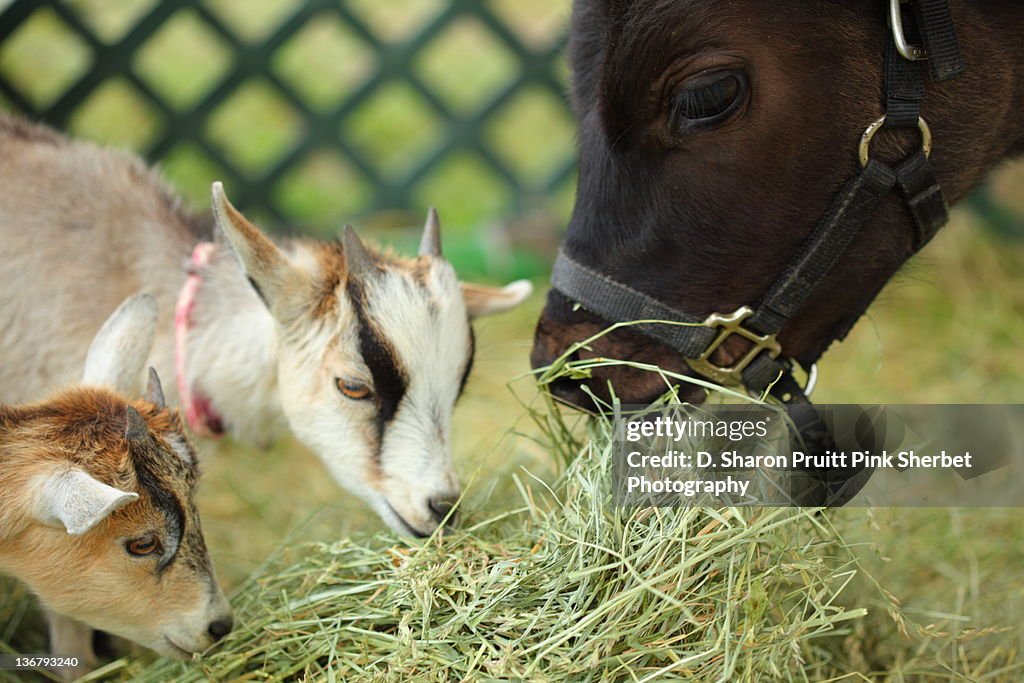 Goat kids and calf eating hay