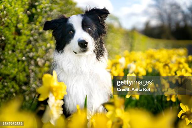 portrait of an australian shepherd - daffodil field 個照片及圖片檔
