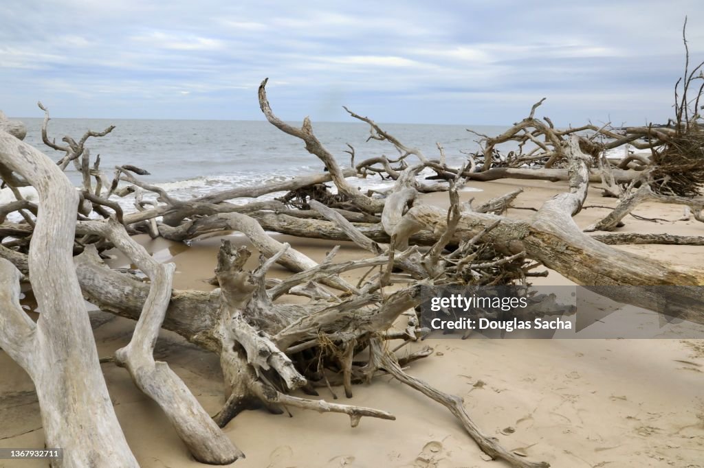 Dead trees on the shore at the Boneyard Beach in Big Talbot State Park