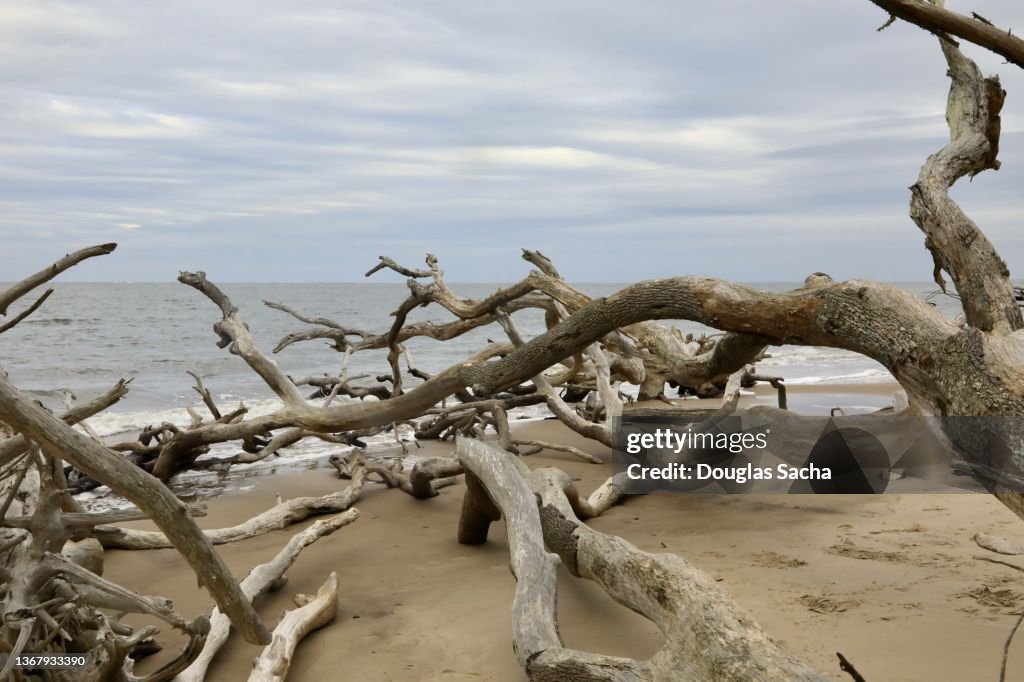 Dead trees and driftwood on the shore at the Boneyard Beach in Big Talbot State Park