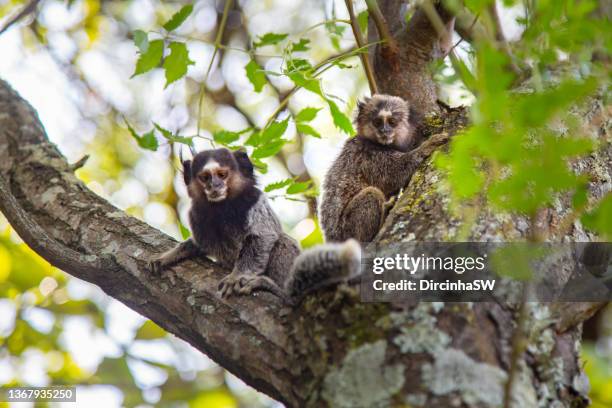 marmosets, sagui , monkey. - santa catarina brazil stock pictures, royalty-free photos & images