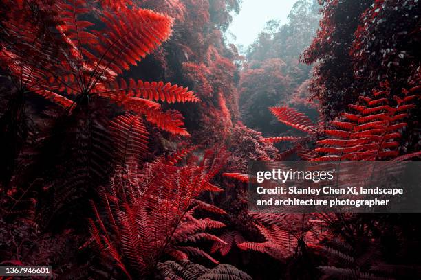 tree fern shot in infrared camera 1 - fern fossil stock pictures, royalty-free photos & images