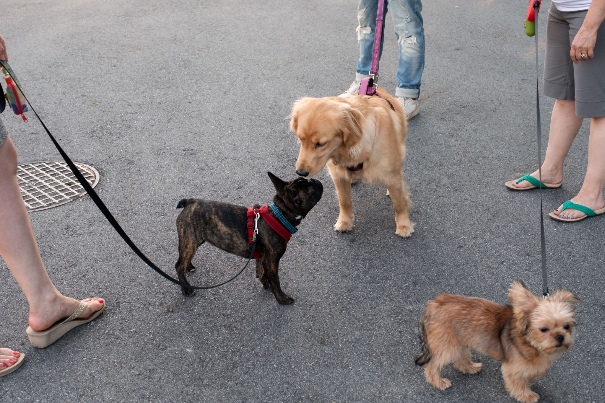 Three Neighbors Walking Their Dogs on Leashes and Socializing Three Neighbors Walking Their Dogs on Leashes and Socializing