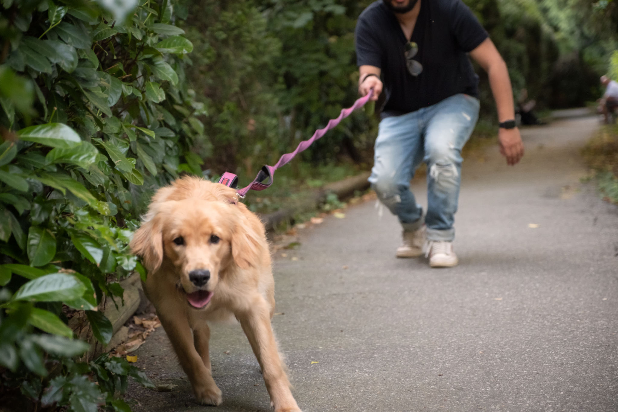 dog training walking