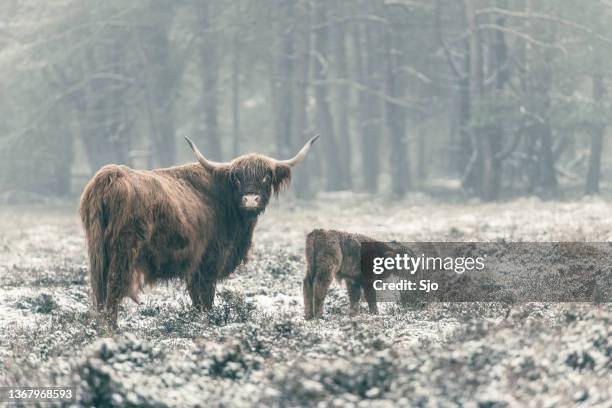 porträt eines schottischen highland-rinders im schnee - jungtier stock-fotos und bilder