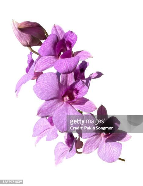 close-up of orchids against an isolated white background, clipping part. - branch plant part fotografías e imágenes de stock