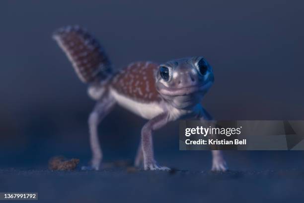 a wild three-lined knob-tailed gecko (nephrurus levis) standing in high leg pose with tail erect - australian gecko stock pictures, royalty-free photos & images