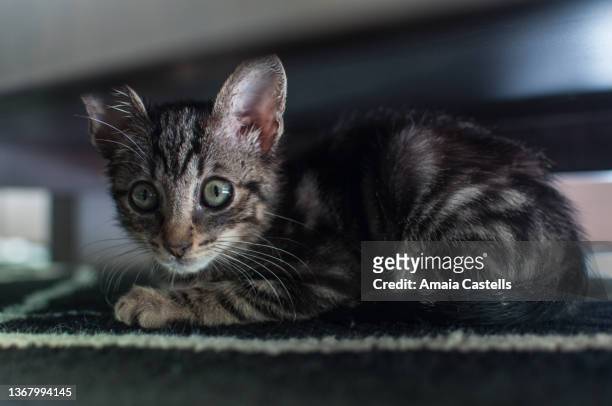 cachorro de gato escondido debajo de una mesa - car jack stock-fotos und bilder