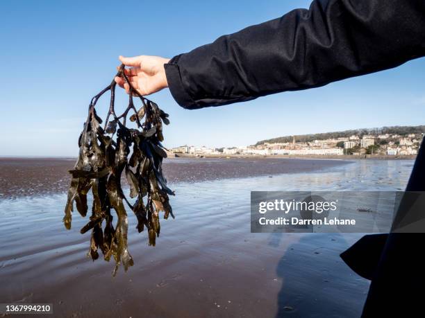 female holding seaweed - meeresalge stock-fotos und bilder