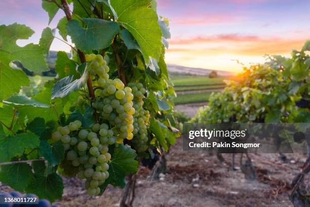 row vine grapes in champagne vineyards at montagne de reims, reims, france. - campania stock pictures, royalty-free photos & images