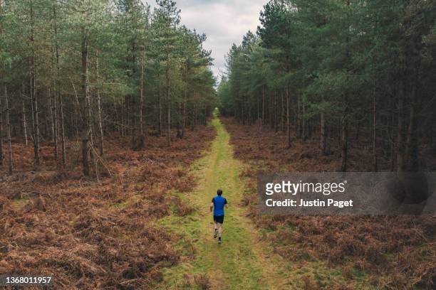 runner on grassy forest trail - trailrunning stock-fotos und bilder