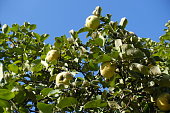 Sky and fruits in the leafage of quince tree in October