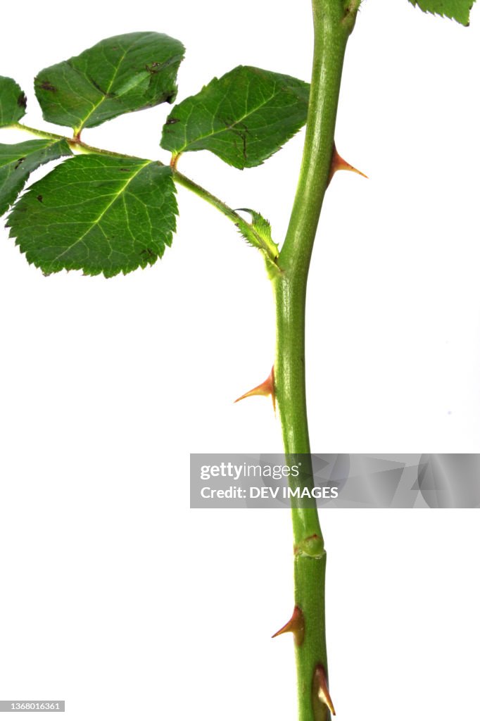 Close up of rose plant stem with thorns