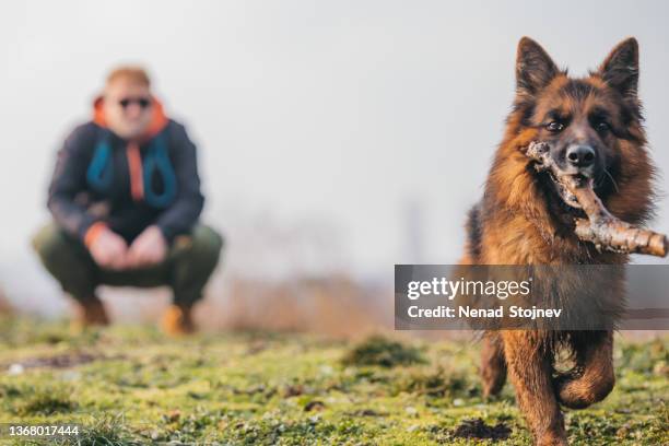 young man and german shepherd in park - belgian malinois 個照片及圖片檔