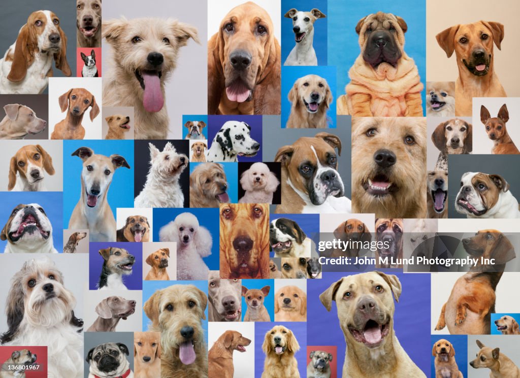 Montage of various dogs
