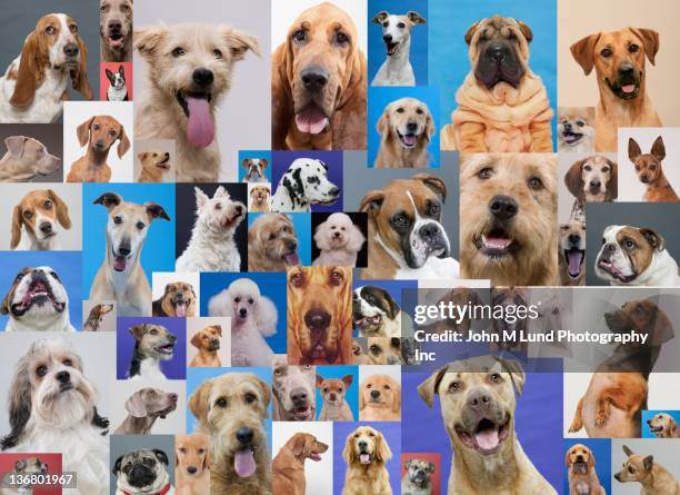 montage of various dogs - grande gruppo di animali foto e immagini stock