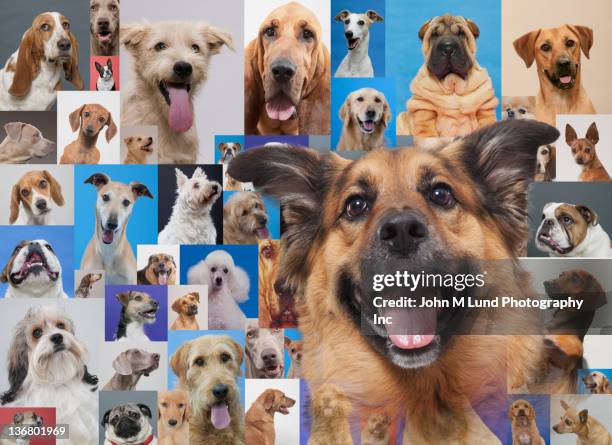 montage of various dogs - large group of animals stock pictures, royalty-free photos & images