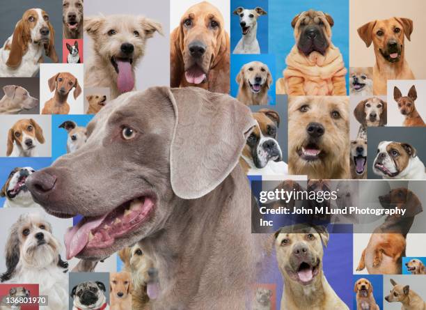 weimeraner and montage of various dogs - weimeraner stock-fotos und bilder