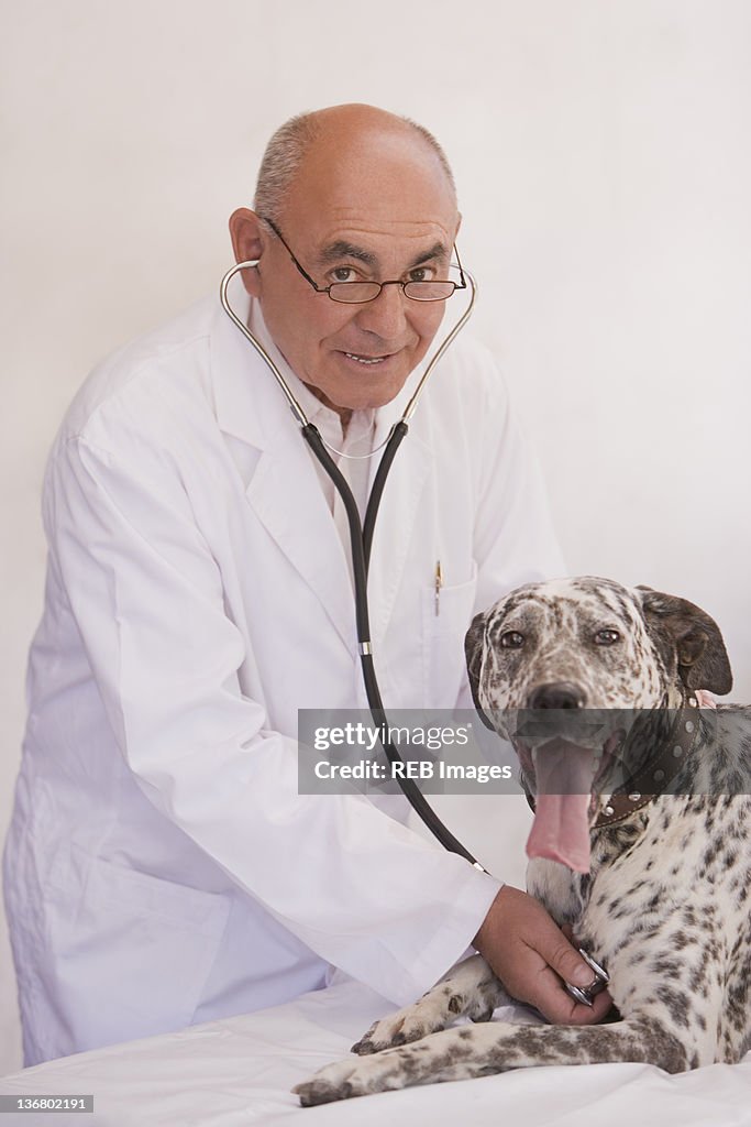 Veterinarian listening to dog's heartbeat