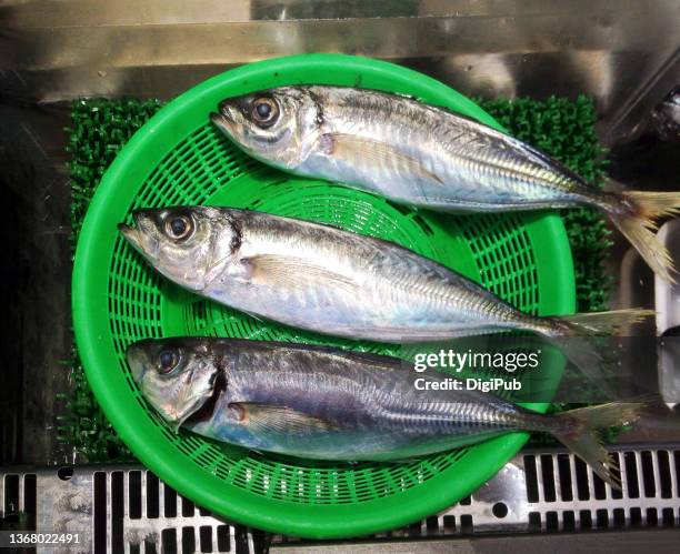 fresh horse mackerel - jack fish stock pictures, royalty-free photos & images