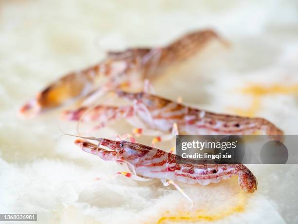 Small Shrimp Photos and Premium High Res Pictures - Getty Images