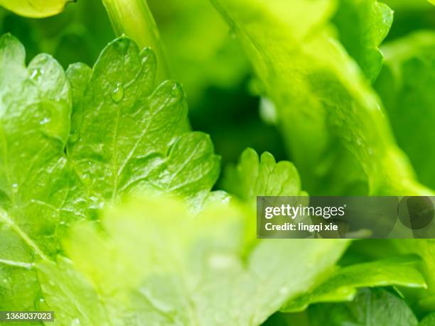 close up of celery leaves - コリアンダー ストックフォトと画像