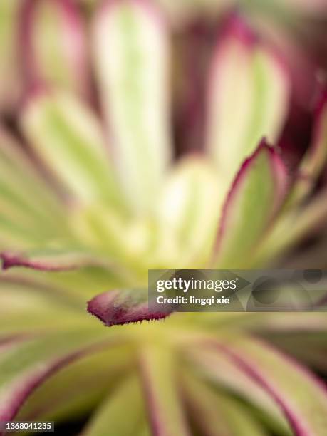 abstract pattern formed by leaves of succulents photographed with a macro lens - cactus blossom stock pictures, royalty-free photos & images