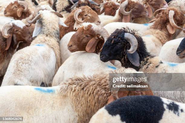 nutztiere auf dem viehmarkt für eid al-adha - aufopferung stock-fotos und bilder