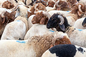 Farm animals in livestock market for eid al-adha
