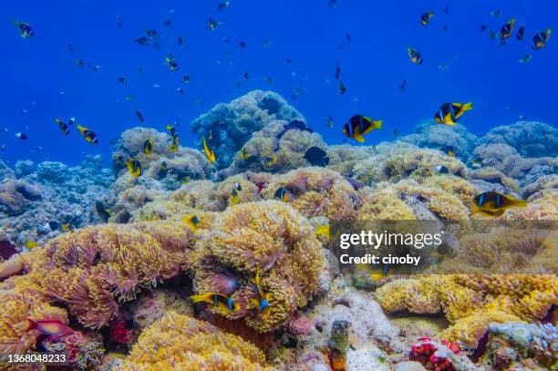 underwater diving on anemone city wadi gimal - sea anemones and big school of clownfish in red sea - marsa alam - egypt - marsa alam stock pictures, royalty-free photos & images