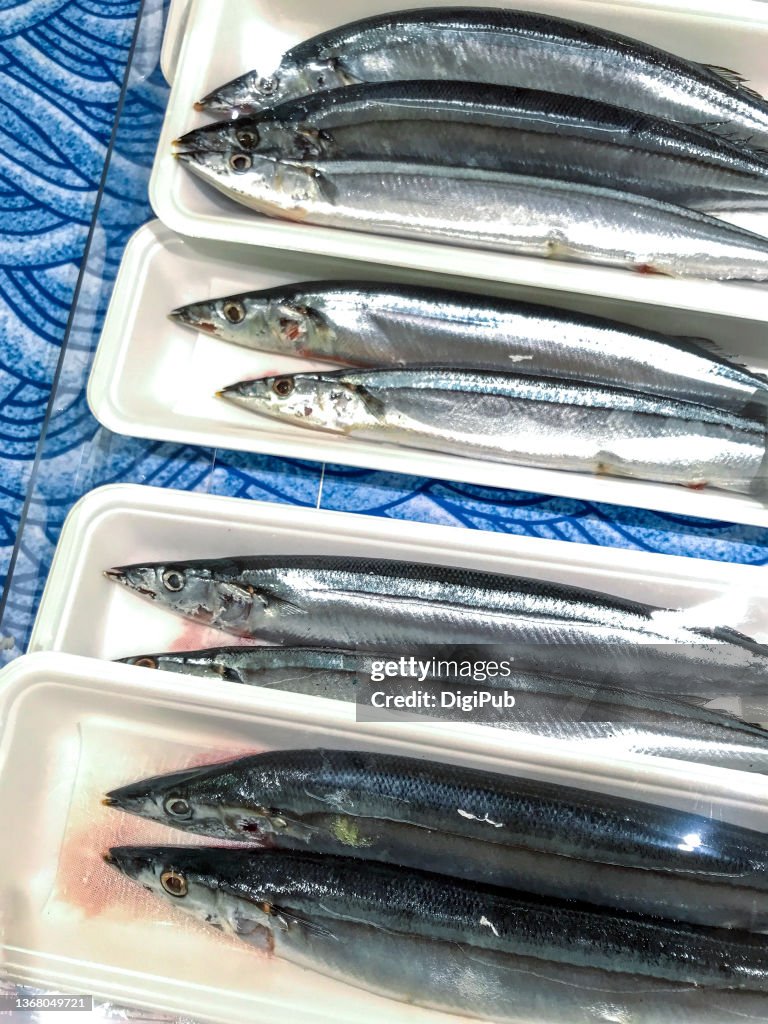 Mackerel pike, Pacific saury