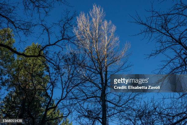 The crown of an alder shines white in the early morning light in the State forest of Sant'Angelo in Vado on February 1, 2022 in Sant'Angelo in Vado,...