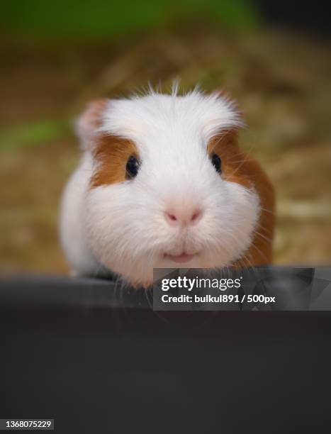 close-up of guinea pig,close-up of rabbit in cage - rabbit guinea pig stock pictures, royalty-free photos & images