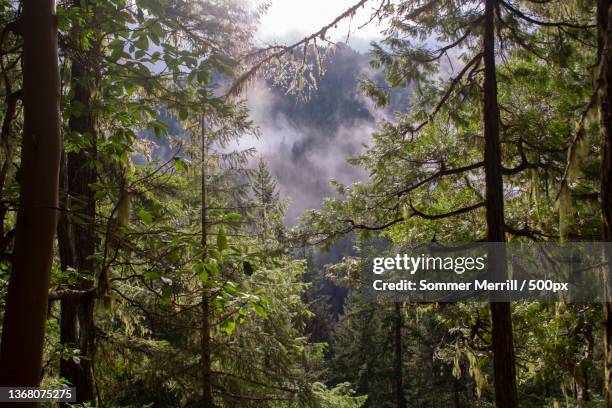 hiking in the willamette forest,low angle view of trees in forest,willamette national forest,oregon,united states,usa - national forest stock pictures, royalty-free photos & images