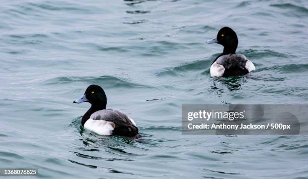 greater scaup,high angle view of ducks swimming on lake - aythyinae stock pictures, royalty-free photos & images