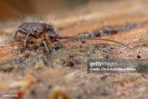 litter bug,close-up of insect on rock - collembola stock pictures, royalty-free photos & images